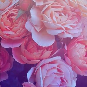 Meet your Posher, Cheryl